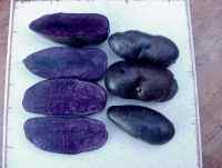 violette; french blue-fleshed potato